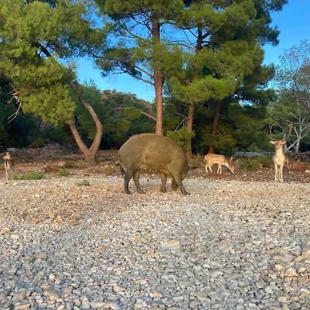 Mali Jardin וילה *